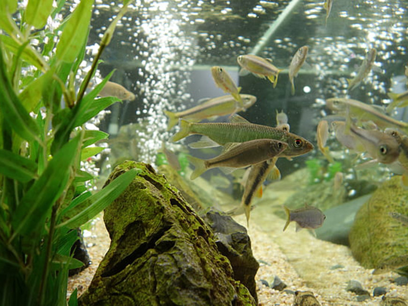 養魚水質不好怎么辦？