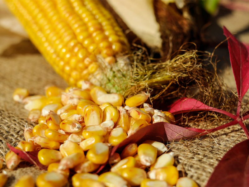 什么是嘔吐毒素(糧食嘔吐毒素的產生與限量要求)